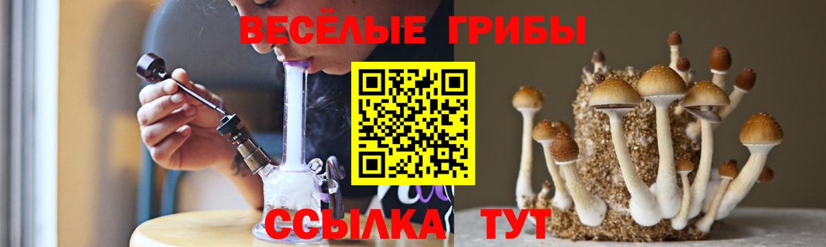 Псилоцибиновые грибы мицелий Горно-Алтайск